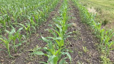 Indiana crop progress for week ending June 15