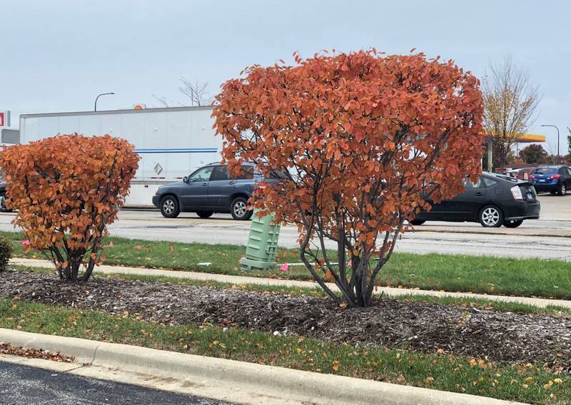 The downy serviceberry features a fall color range of yellow, orange, to bronze-red.