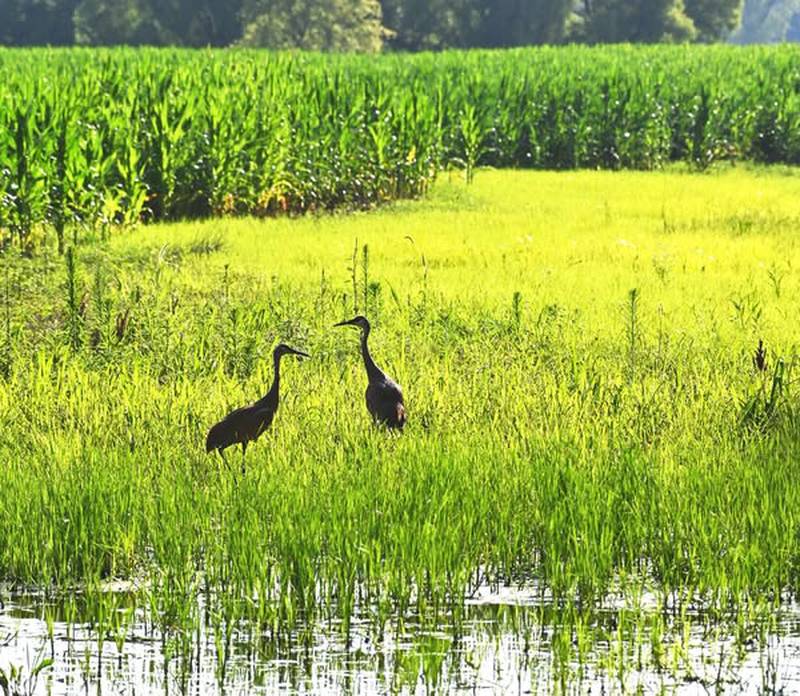 Constructed wetlands can be a cost-effective tool for both farmers and wastewater treatment plants in removing excess nutrients from water and soil.
