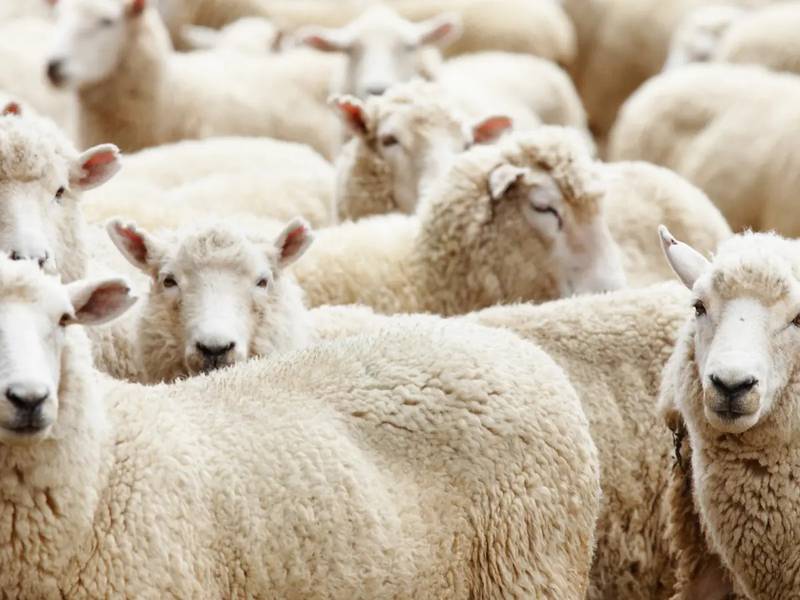 Study shows shepherds intend to grow flocks over next five years