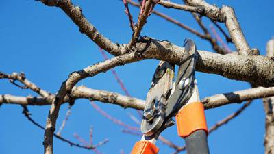 Extension Notebook: Fruit trees need an annual trim to bear best fruit