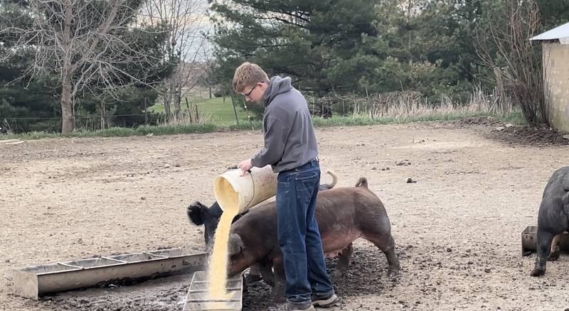 Davis Howell feeds his hogs on his family farm. The Clinton FFA member won the National FFA agricultural proficiency award in swine production — entrepreneurship for his project that includes both a breeding and show swine operation.