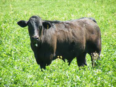 Winter forage impacts soil erosion, organic matter, compaction