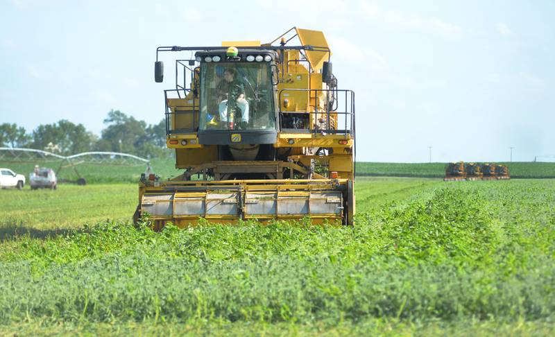 Temperatures in the mid-90s didn't stop this Seneca crew from picking fields in a field south of Prophetstown along Cooper Road on Saturday, June 21, 2025. According to the company's website, Seneca peas, sweet corn and green beans come from rich farmland in Wisconsin, Minnesota, Illinois and New York with more than 150,000 acres of these vegetables annually to supply the company's processing facilities primarily located in the midwest.