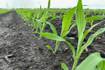Corn’s wild ancestor gene game changer: study
