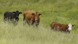 The AgriNews AgriMinute podcast: Cattle herd continues to shrink