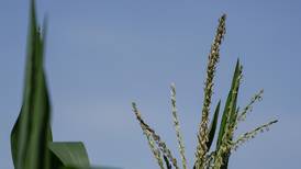 Five tips for increasing ROI on fungicide applications this season