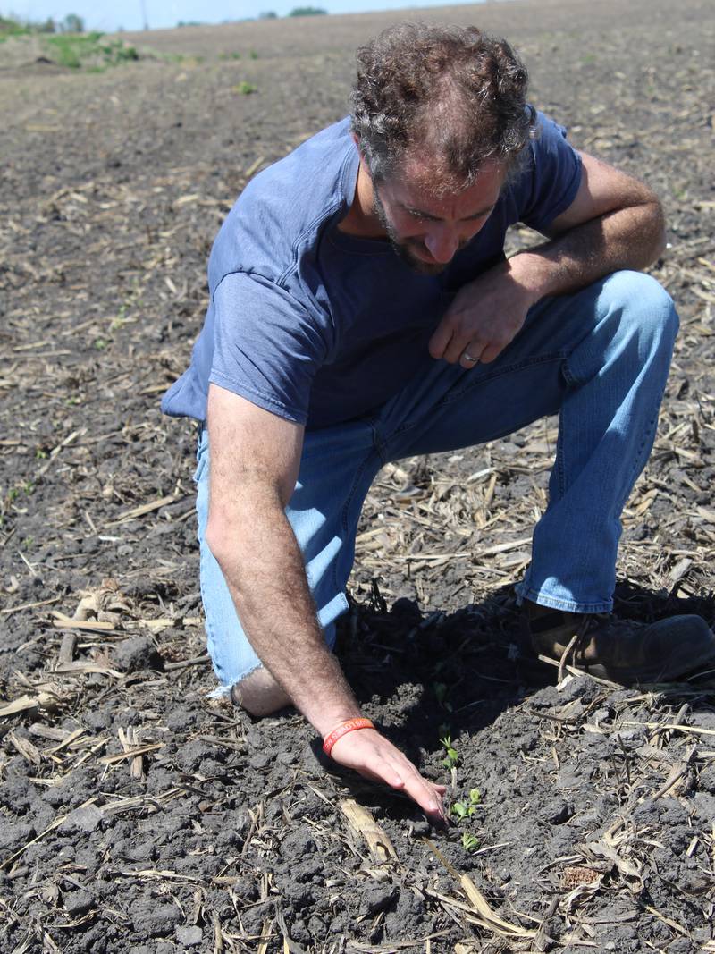 Soybean planting on Wessels' Family Farm started on April 25 with a field of seed beans. Brandon Wessels checks on the emergence of the plants on the farm in DeKalb County in northern Illinois.