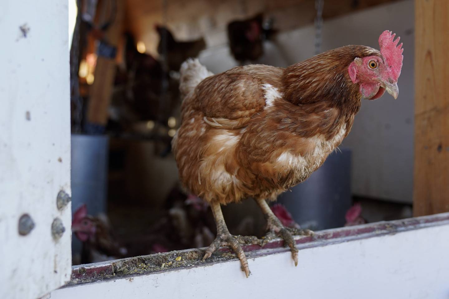 Red Star chickens roost in their coop at a farm in Glenview, Illinois.