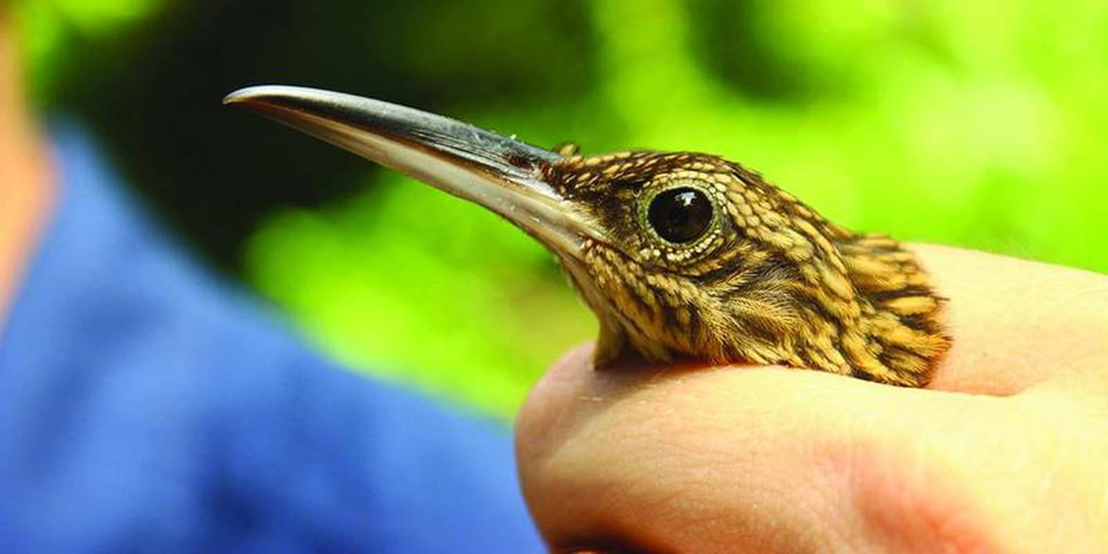 In a warming climate, can birds take the heat? AgriNews