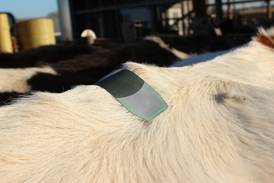 Proper development, accurate estrus detection and early breeding help maximize heifer productivity