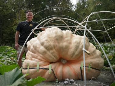 How to grow a giant pumpkin, with help from science
