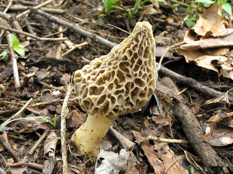 Morel mushroom hunters must be patient and have a keen eye in order to find this sought-after food.