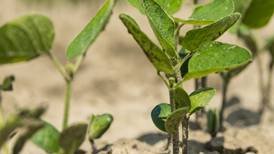 Earlier planting means earlier decision-making