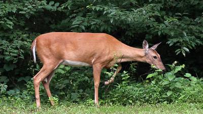 Calendar: Strategies to deal with nuisance wildlife