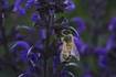 Bees have some ways to cope with a warming Earth, but researchers fear for their future