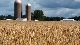 USDA forecasts lower wheat production