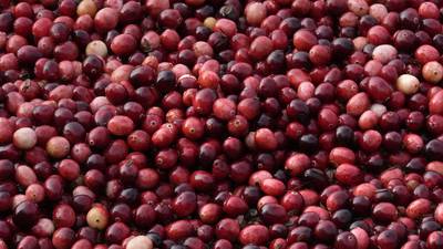 What to know about cranberries produced for Thanksgiving and the bogs being restored to wetlands
