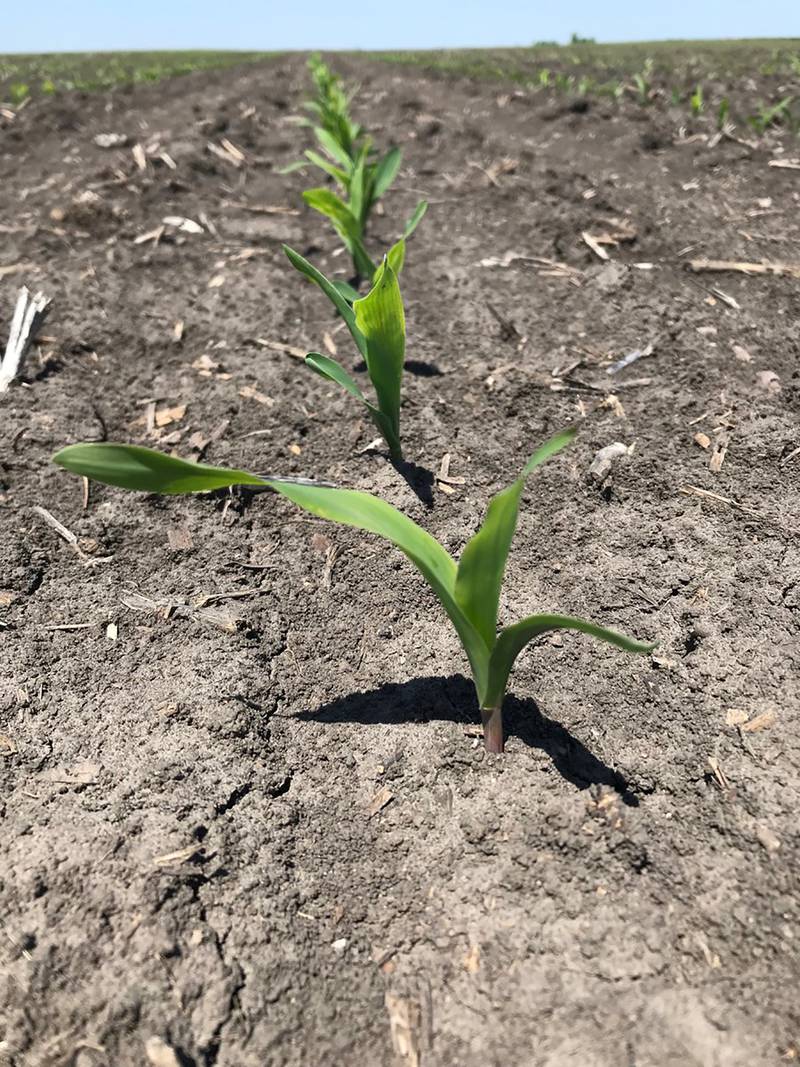 Farmers can manage fields before, during and after planting for the best odds of success on corn-on-corn acres.