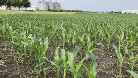 Illinois crop progress for week ending June 15