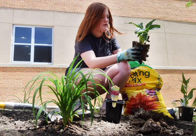 Libby White, a junior, prepares plants for the courtyard garden on May 19 at Newton High School.