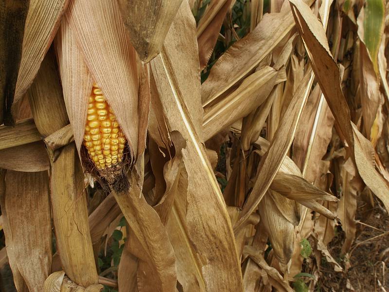 Allendale survey projects lower yields than USDA estimates
