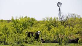 Early spring grazing sets stage for season