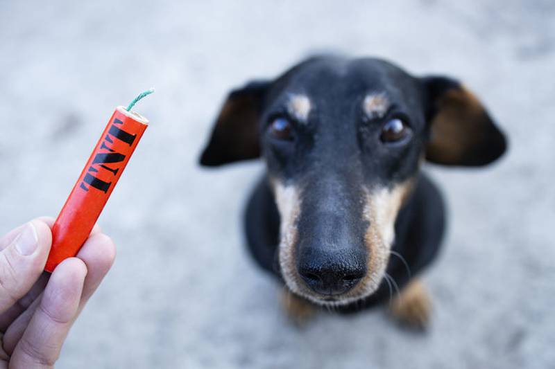 Fireworks present a variety of hazards for animals.