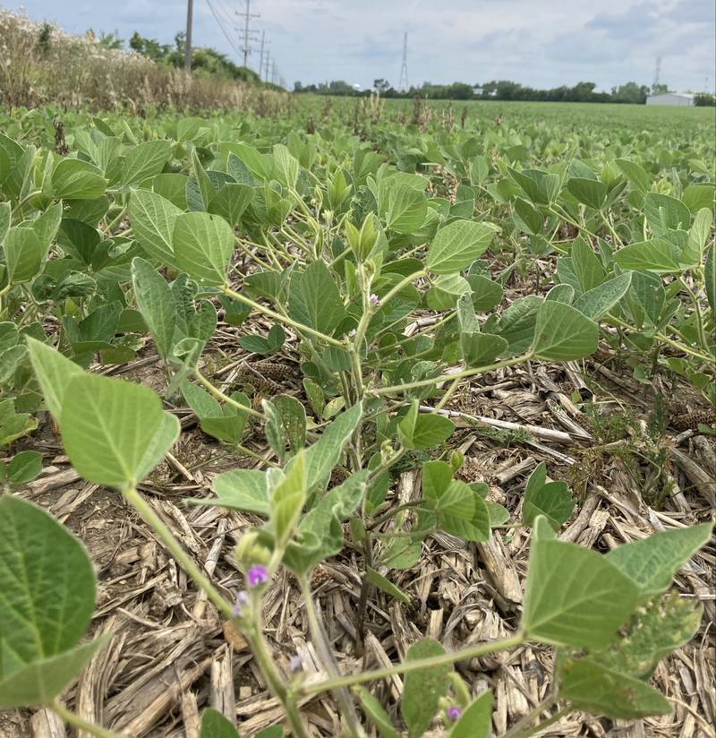Indiana crop progress.