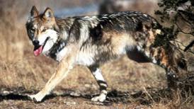 Endangered Mexican gray wolf found dead in northern Arizona