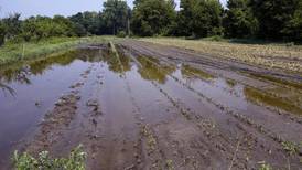 Northeast floods devastate ‘heartbroken’ farmers