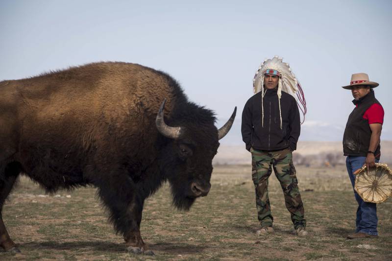 A buffalo approaches Wade LeBeau and Jake Hill (right) during the buffalo release at the Eastern Shoshone Buffalo Enclosure on the Wind River Reservation near Morton, Wyoming.