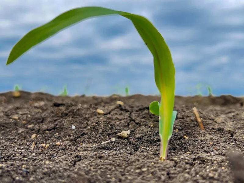 Middle East blockage impacts global fertilizer supplies