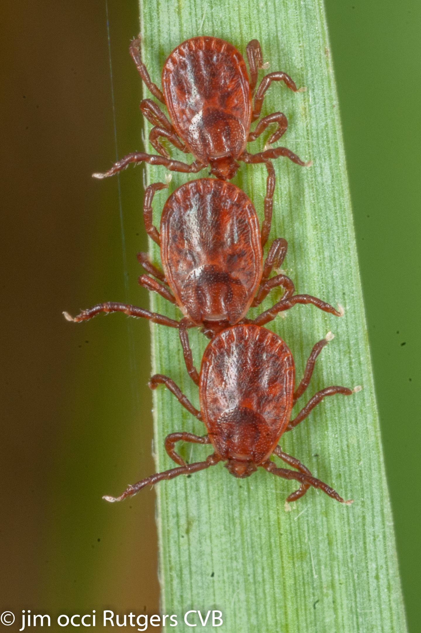 Asian longhorned ticks are light brown in color and very small, often smaller than a sesame seed, which makes them very difficult to detect.