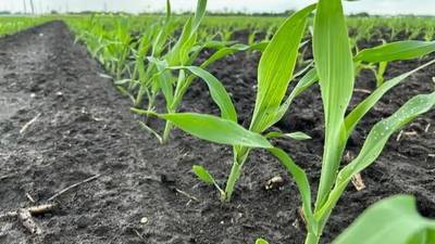 Corn’s wild ancestor gene game changer: study