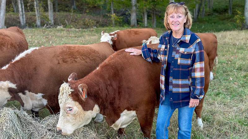 Despite their much smaller size, the miniature variety has the same body profile as a full-sized Hereford in terms of proportions, says Debbie Flohr, breed manager for miniature Herefords at the Indiana State Fair.