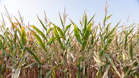 Boosting energy independence with biofuels