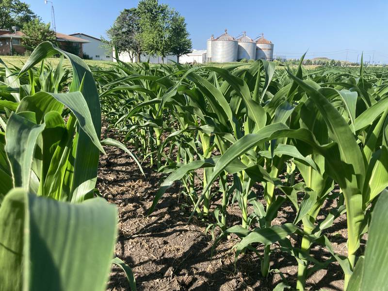 Illinois crop progress for June 27, 2025.