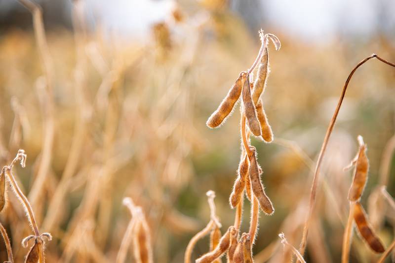 Rains finally fell on Illinois, particularly in August, when the soybeans need it the most.