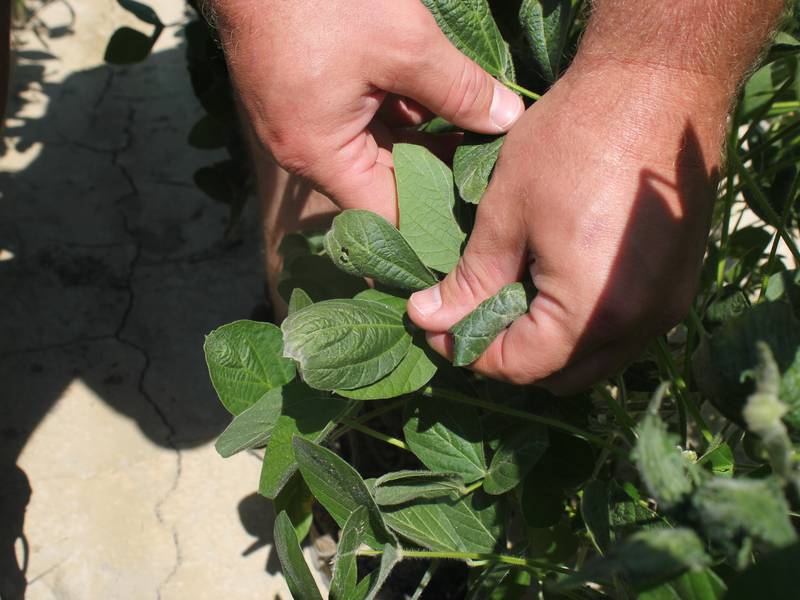 EPA approves restrictive OTT dicamba label
