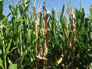 The AgriNews AgriMinute podcast: A scary situation: ‘Ghost plants’ can signal crown rot in corn