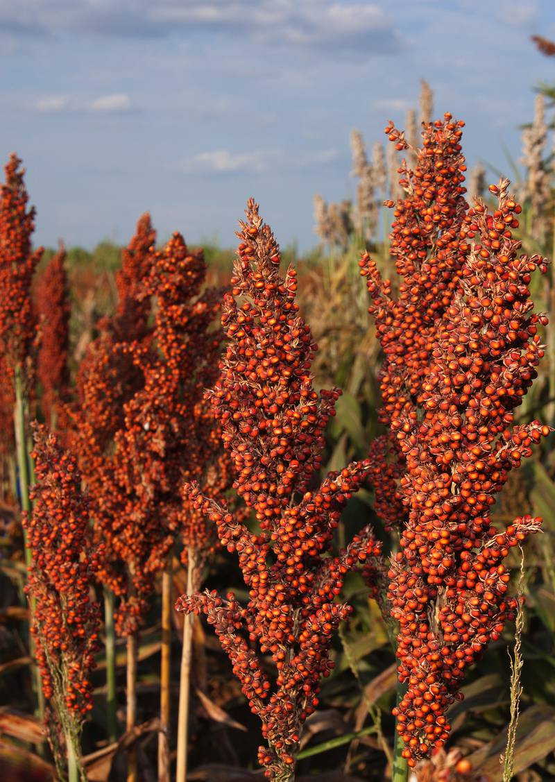 While Indiana is not a leader in U.S. sorghum production, Purdue’s role in developing prussic acid-free sorghum has potential impact worldwide.