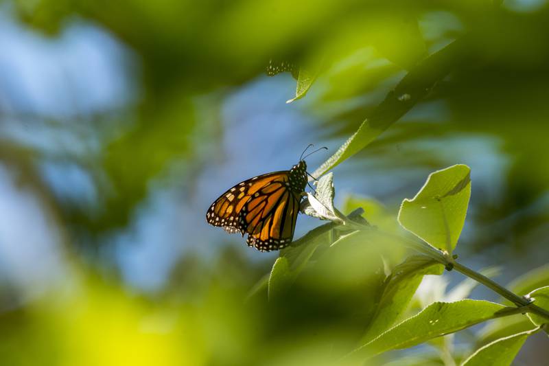 A butterfly sits on a leaf at Monarch Grove Sanctuary in Pacific Grove, California.