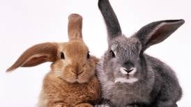 Calendar: 4-H rabbit workshop provides showmanship tips