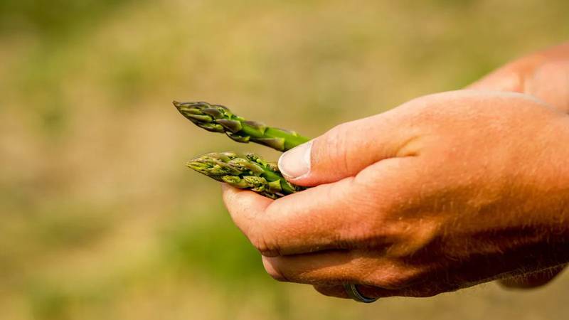 Herrygers Farms in Oceana County in west Michigan employs around 70 guest workers through the H-2A visa program to pick asparagus in the spring, but skyrocketing Adverse Effect Wage Rates are threatening to make it unsustainable for the multi-generation family farm.