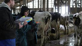 A Year in the Life of a Farmer: Classifiers provide herd evaluations