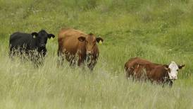 Cattle inventory continues to decline