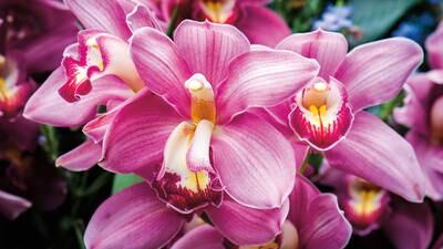 Calendar: Wild orchids in Indiana