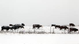 Reducing pasture damage during winter feeding