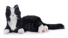 Senior News Line: Robotic pets